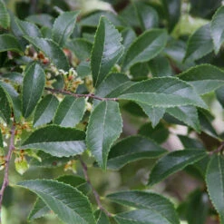 Emerald Flair Elm -Brighter Blooms Emerald Flair 2