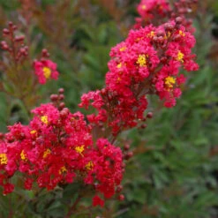 Enduring Summer Red Crape Myrtle Shrub -Brighter Blooms Enduring Summer Crape Myrtle 2 BB