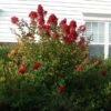 Enduring Summer Red Crape Myrtle Shrub -Brighter Blooms Enduring Summer Crape Myrtle BB 600x600 96227aed 20e8 4b40 ac99 5ed70832c8a3
