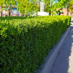 Dwarf English Boxwood Shrub -Brighter Blooms English Boxwood 5 BB