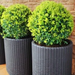 Dwarf English Boxwood Shrub -Brighter Blooms English Boxwood 8 BB