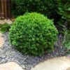 Dwarf English Boxwood Shrub -Brighter Blooms English Boxwood BB 600x600 591ab9f5 b76d 4619 a5ad 7d9ce1fccb6c