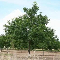 Carpathian English Walnut Tree -Brighter Blooms English Carpathian Walnut 3 BB