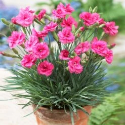Scent First® Eternity Dianthus -Brighter Blooms Eternity Dianthus 1