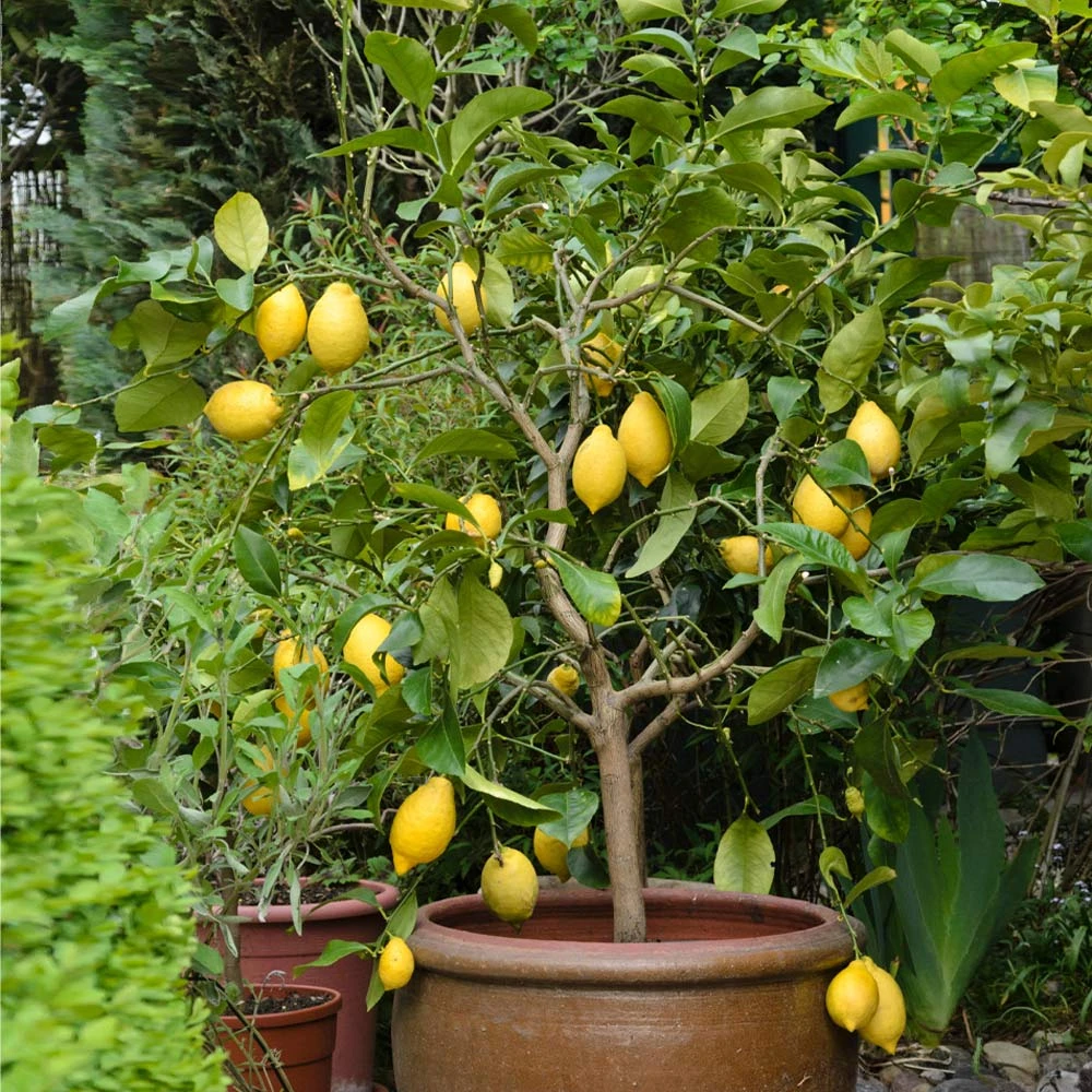 Eureka Lemon Tree 4 Eureka Lemon Tree - Image 2