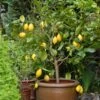 Eureka Lemon Tree -Brighter Blooms Eureka Lemon Tree BB 600x600 6064b866 c559 4600 8d23 edfeda745583