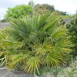 European Fan Palm Tree -Brighter Blooms European Fan Palm 2 BB