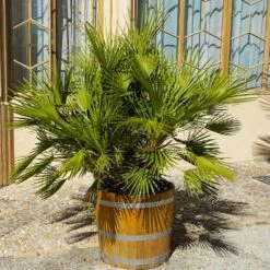 European Fan Palm Tree -Brighter Blooms European Fan Palm 4 BB