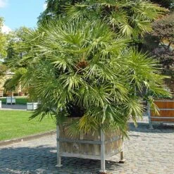 European Fan Palm Tree -Brighter Blooms European Fan Palm 5