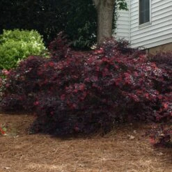 Ever Red Loropetalum Shrub -Brighter Blooms Ever Red Lorepetalum 2