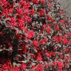 Ever Red Loropetalum Shrub -Brighter Blooms Ever Red Lorepetalum 7 BB
