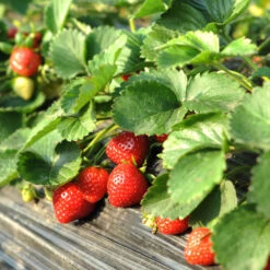 Everbearing Strawberry Plant -Brighter Blooms Everbearing Strawberry 1 BB