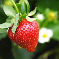 Everbearing Strawberry Plant -Brighter Blooms Everbearing Strawberry 4 BB