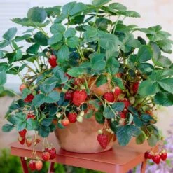 Everbearing Strawberry Plant -Brighter Blooms Everbearing Strawberry 8
