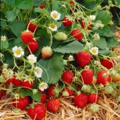 Everbearing Strawberry Plant -Brighter Blooms Everbearing Strawberry 9