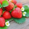 Everbearing Strawberry Plant -Brighter Blooms Everbearing Strawberry BB 600x600 31691f74 c840 49ff 8e1b eed2a6b034d2