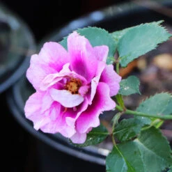 Eyeconic® Plum Lemonade Rose 9 Eyeconic® Plum Lemonade Rose -Brighter Blooms Eyeconic Plum Lemonade Rose 5