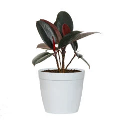 Rubber Tree Plant -Brighter Blooms FIC RBG.6 whitedelilah