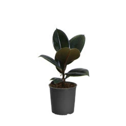 Rubber Tree Plant -Brighter Blooms FIC RBG1 5f0f19c1 d7e1 4fac 88de 2eda1bf48cf7