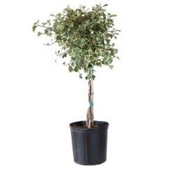 Variegated Ficus Triangularis Tree -Brighter Blooms FIC TRT 34 3 BRD