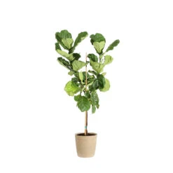Fiddle-Leaf Fig Tree -Brighter Blooms FIG FDL 34 3 delilah beige