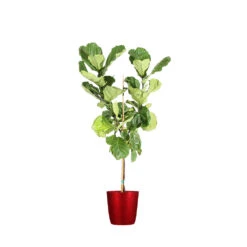 Fiddle-Leaf Fig Tree -Brighter Blooms FIG FDL 34 3 delilah red