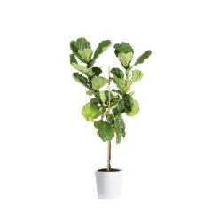 Fiddle-Leaf Fig Tree -Brighter Blooms FIG FDL 34 3 delilah white