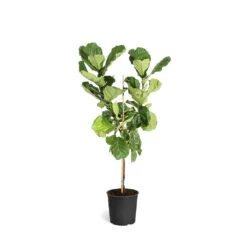 Fiddle-Leaf Fig Tree -Brighter Blooms FIG FDL 34 3 standard pot