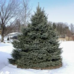 Fat Albert Colorado Blue Spruce -Brighter Blooms Fat albert Blue Spruce 3 BB