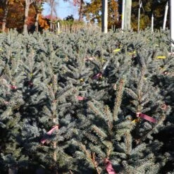 Fat Albert Colorado Blue Spruce -Brighter Blooms Fat albert Blue Spruce 6 BB