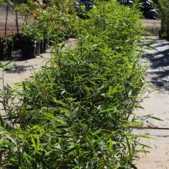 Fernleaf Bamboo -Brighter Blooms Fernleaf Multiplex Bamboo 5 BB