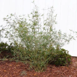 Fernleaf Bamboo -Brighter Blooms FernleafMultiplexBamboo 1