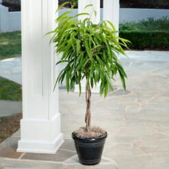 Ficus Alii Braid Plant -Brighter Blooms Ficus Alli 2