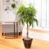 Ficus Alii Braid Plant -Brighter Blooms Ficus Alli BB 600x600 4e401888 5da4 46fd 905c 3c52b281ae6e