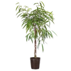 Ficus Alii Braid Plant -Brighter Blooms Ficus Alli Delilah Brown Pot