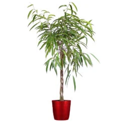 Ficus Alii Braid Plant -Brighter Blooms Ficus Alli Delilah Red Pot
