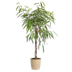 Ficus Alii Braid Plant -Brighter Blooms Ficus Alli Delilah Tan Pot