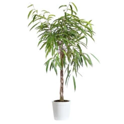 Ficus Alii Braid Plant -Brighter Blooms Ficus Alli Delilah White Pot
