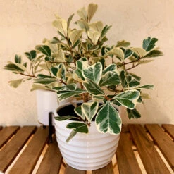 Ficus Triangularis