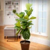 Fiddle-Leaf Fig Tree -Brighter Blooms Fiddle Leaf Fig 1 BB 600x600 00d0bb31 8367 44d0 90b6 89043c6426af