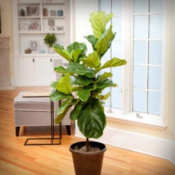 Monstera Deliciosa And Fiddle Leaf Fig Combo -Brighter Blooms Fiddle Leaf Fig 1 BB 6c95f4cb 1ed8 4ec3 b09a 3c2833764f22