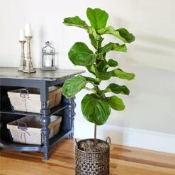 Fiddle-Leaf Fig Tree -Brighter Blooms Fiddle Leaf Fig 2 BB