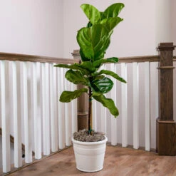 Fiddle-Leaf Fig Tree -Brighter Blooms Fiddle Leaf Fig 3 BB