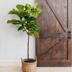 Fiddle-Leaf Fig Tree -Brighter Blooms Fiddle Leaf Fig 6 BB