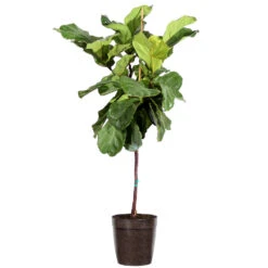 Fiddle-Leaf Fig Tree -Brighter Blooms Fiddle Leaf Fig Delilah Brown pot 3G2 3