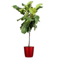 Fiddle-Leaf Fig Tree -Brighter Blooms Fiddle Leaf Fig Delilah Red pot 3G2 3