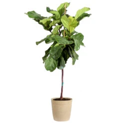 Fiddle-Leaf Fig Tree -Brighter Blooms Fiddle Leaf Fig Delilah Tan pot 3G2 3