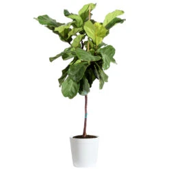 Fiddle-Leaf Fig Tree -Brighter Blooms Fiddle Leaf Fig Delilah White pot 3G2 3