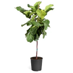 Fiddle-Leaf Fig Tree -Brighter Blooms Fiddle Leaf Fig standard pot 3G2 3