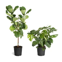 Fiddle-Leaf Fig Tree -Brighter Blooms Fiddle Swiss Combo 3GMon 3 4 Fig